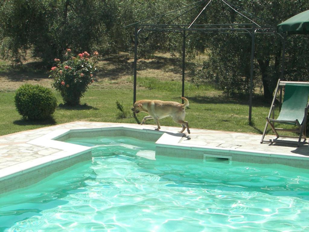 Intorno alla piscina...