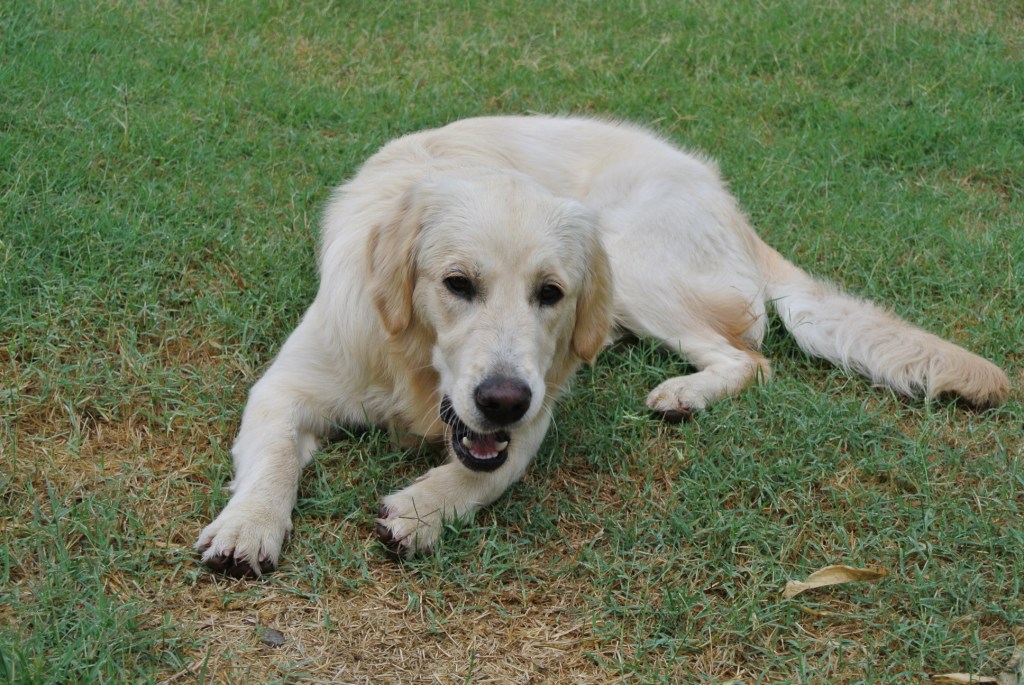 Lola in giardino